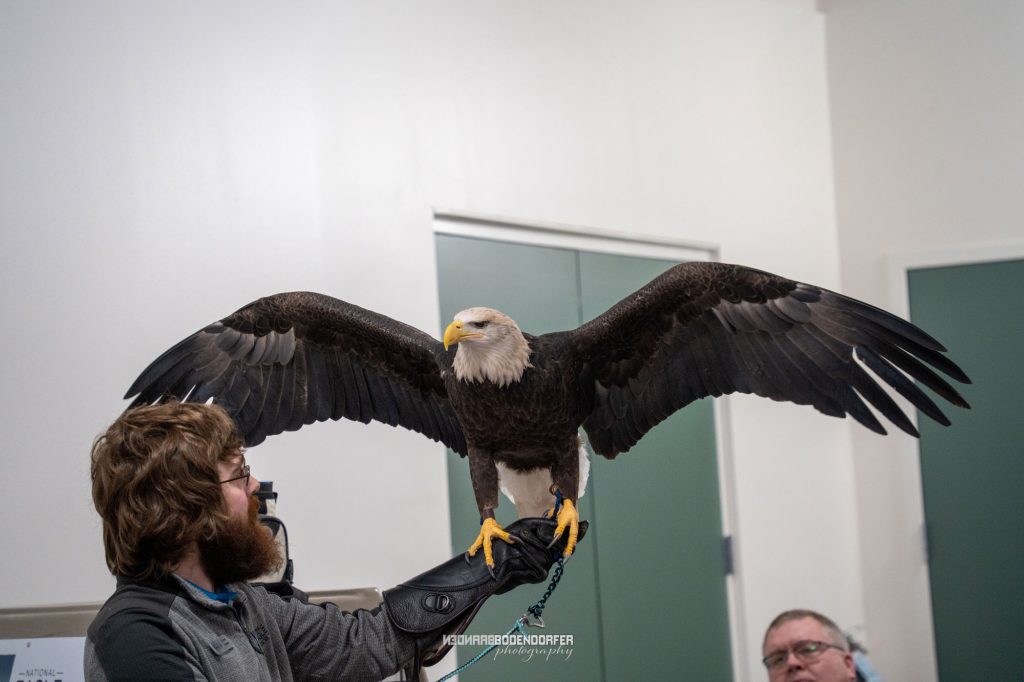 Visiting the National Eagle Center in Minnesota An Incredible Family Experience 1 national eagle center