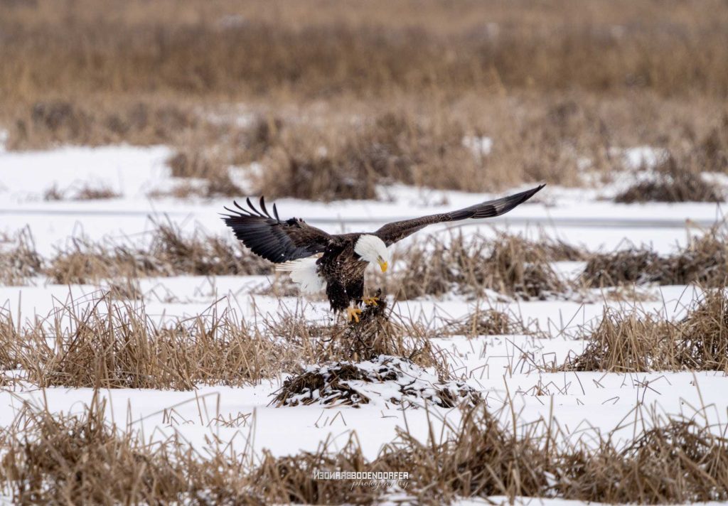Best Results for Photographing Bald Eagles on Mississippi River 1 photographing bald eagles