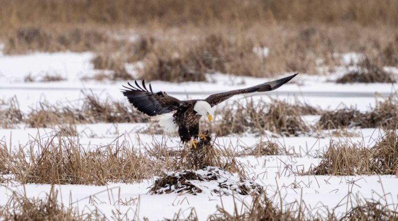 photographing bald eagles