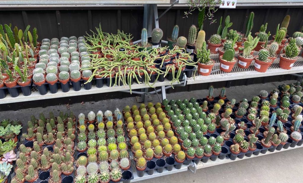 Eau Claire Greenhouse Showcases an Amazing Cacti Wonderland WiscoLens