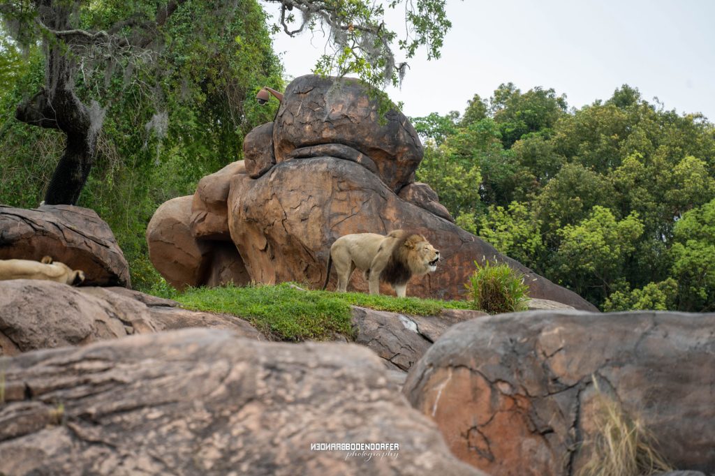 Kilimanjaro Safari at Animal Kingdom 1 Lion pair near a rocky den, with a second lioness resting in the distance at Animal Kingdom
