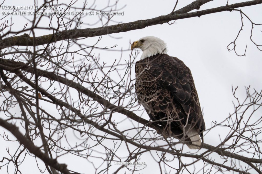 Eagle Photography In Tree 1