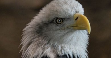 Eagle Photography National Eagle Center