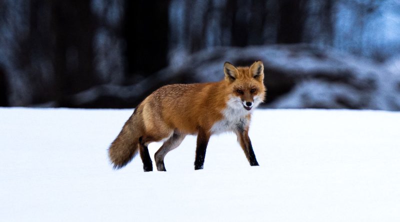 Red Fox 8