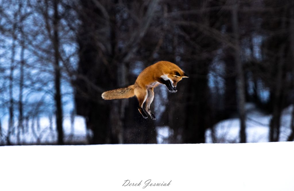 Red fox leaping high into the air mid-pounce while hunting for mice under the snow