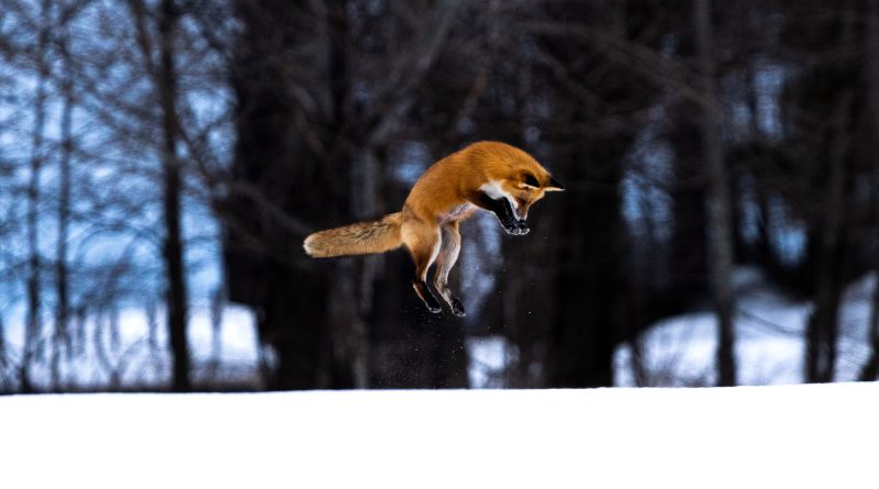 Red Fox Hunt Derek Joswiak