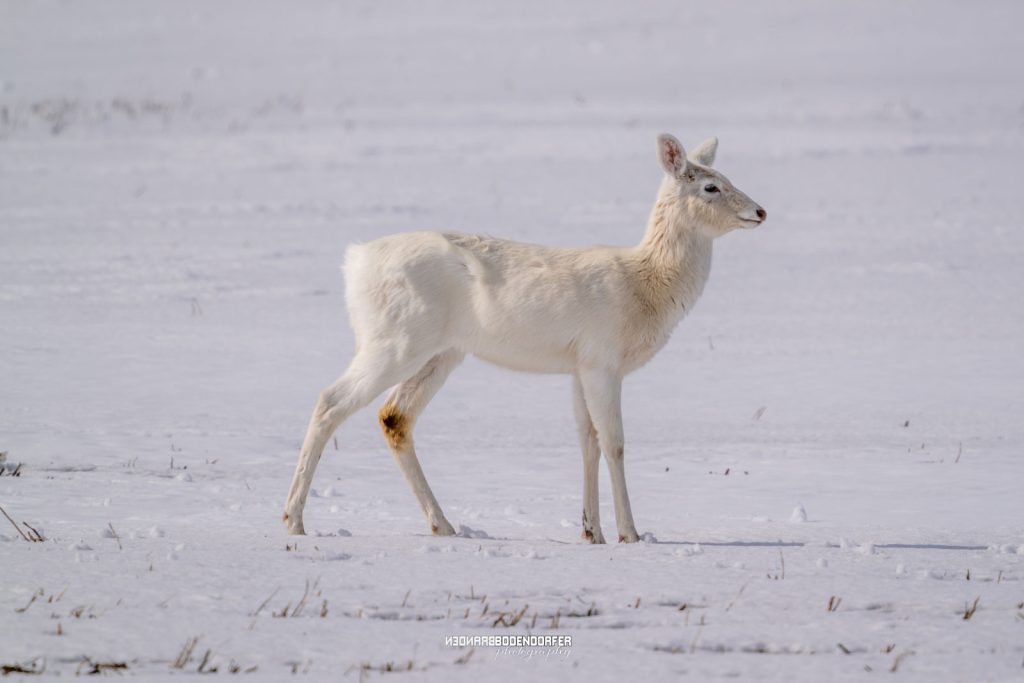 Rare Albino Whitetail Deer Spotted and Photographed by Bodendorfer 1 Albino Whitetail Deer
