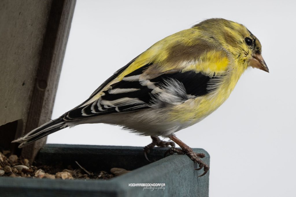 Capturing the Beauty of Wisconsin's Birdlife in Early April: Tips for Shooting with Sony A7RV and Sony 200-600mm Lens 1 Bird Photography with Sony A7RV Camera