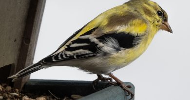 Bird Photography with Sony A7RV Camera