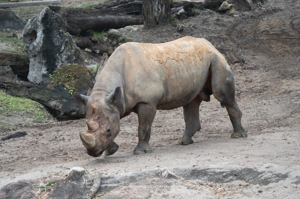 Where to See Endangered Black Rhinoceros in the United States 1 Black Rhinoceros At Animal Kingdom