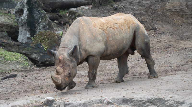 Black Rhinoceros At Animal Kingdom