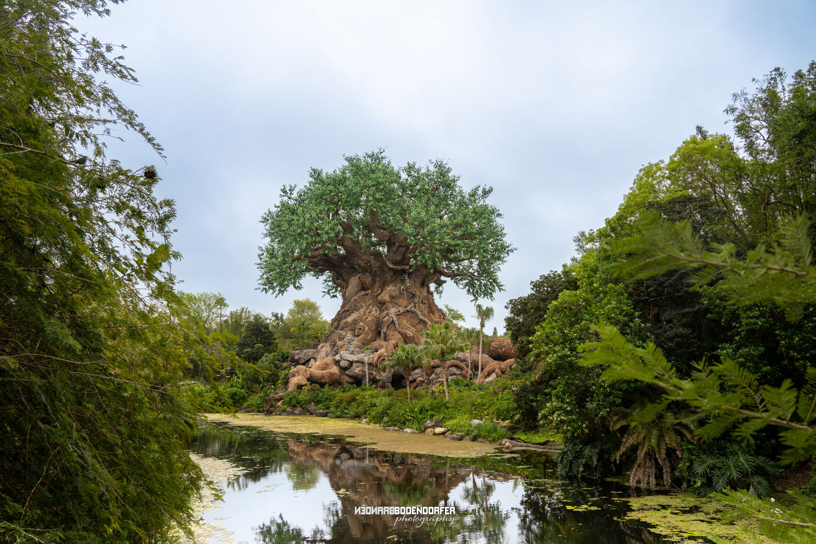 Disney World Animal Kingdom Tree of Life
