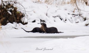 fascinating wisconsin river otters 1