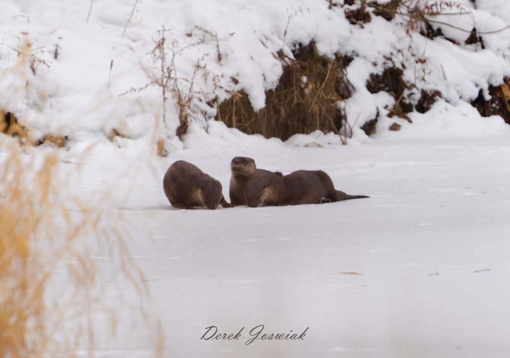 Fascinating Wisconsin River Otters: Tips for shooting with Sony A7C and Sony 200-600mm lens 1 Wisconsin River Otters