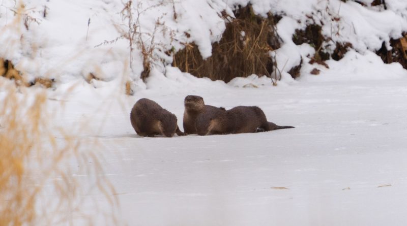 Wisconsin River Otters