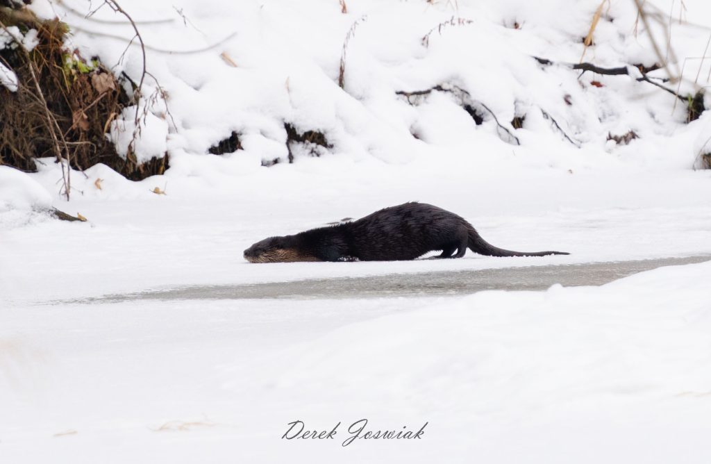Fascinating Wisconsin River Otters Tips for shooting with Sony A7C and