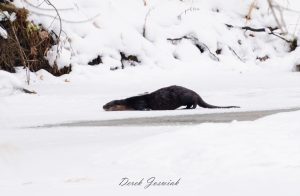 fascinating wisconsin river otters 3