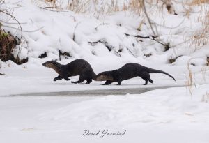 fascinating wisconsin river otters
