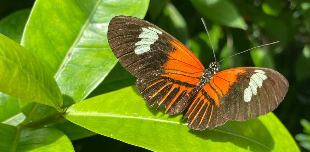 Key West Butterfly & Nature Conservatory a Magical Experience 1 key west butterfly exhibit
