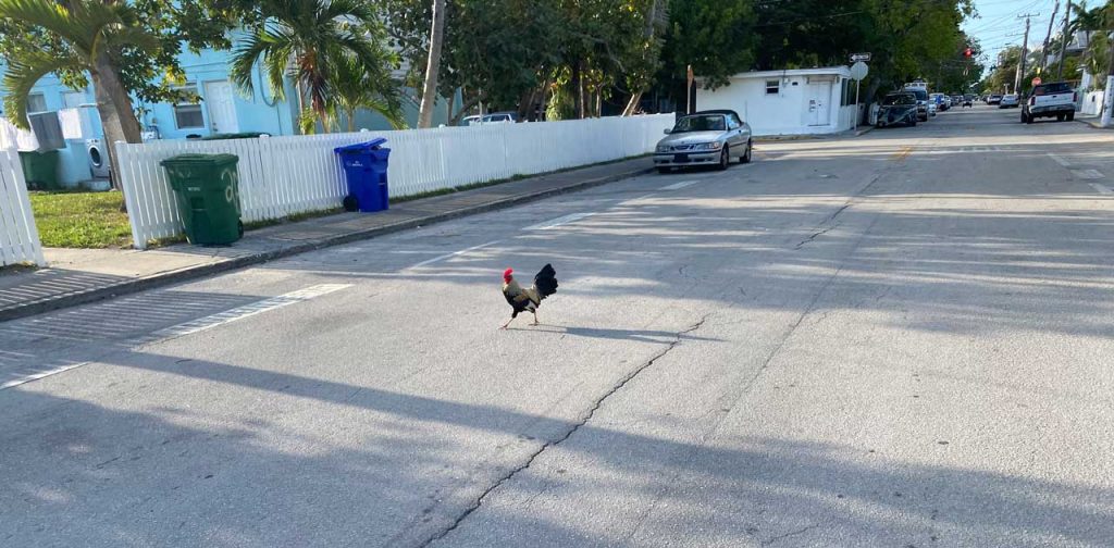 Bold Key West Chickens Entertain as a Quirky Feature of the Island 1 key west chickens