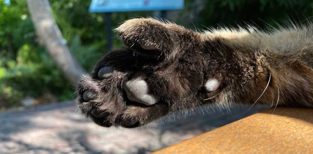 Hemingway House in Key West Florida Features Amazing Six-Toed Cats 1 hemingway house