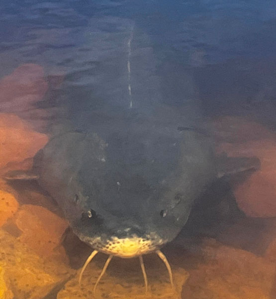 Annual Sturgeon Spawning Run in Shiocton, Wisconsin an Incredible Sight