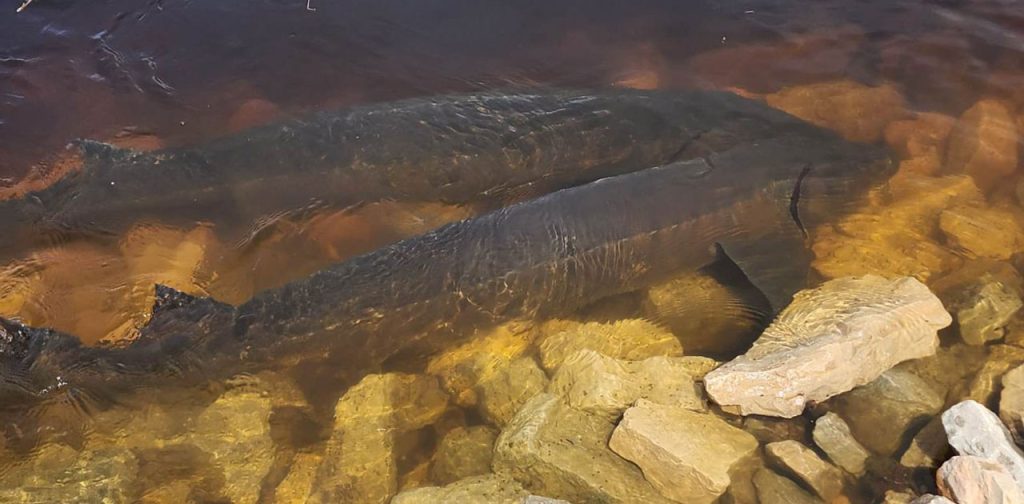 Annual Sturgeon Spawning Run in Shiocton, Wisconsin an Incredible Sight 1 sturgeon spawning run in shiocton