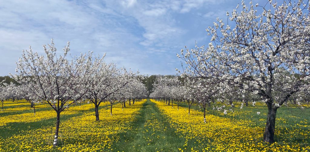 Door County Cherry Trees Have Incredible Blossoms 1 door county cherry blossoms