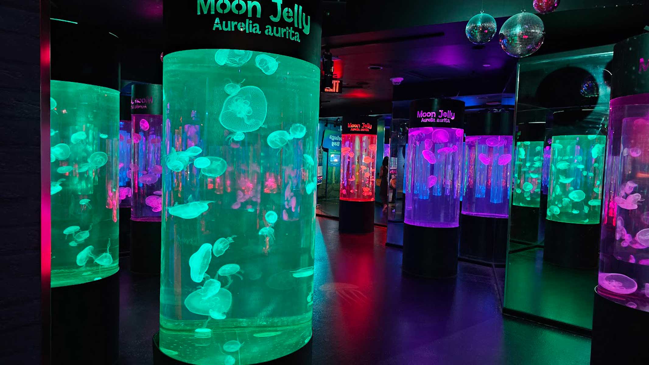 mall of america jellyfish