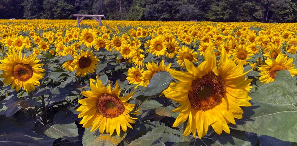 Beautiful Central Wisconsin Sunflower Fields to Expore 1 central wisconsin sunflower fields
