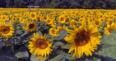 central wisconsin sunflower fields