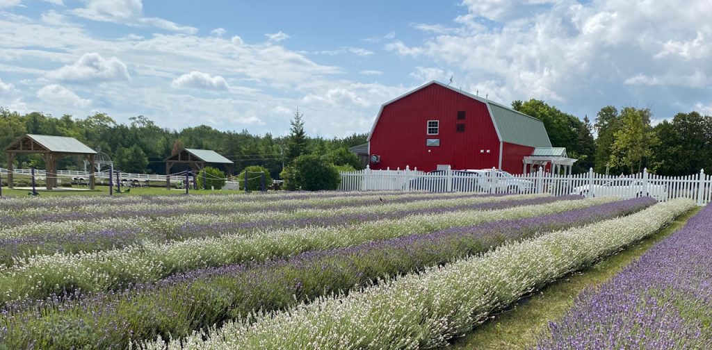 Amazing Wisconsin Lavender Farm Worth the Journey 1 lavender farm