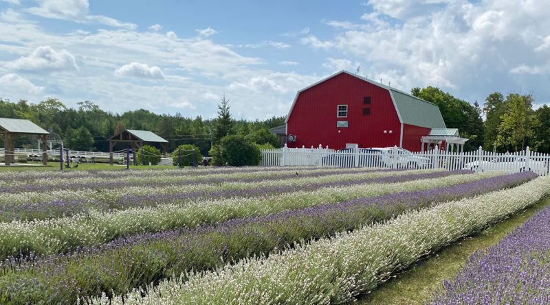 lavender farm