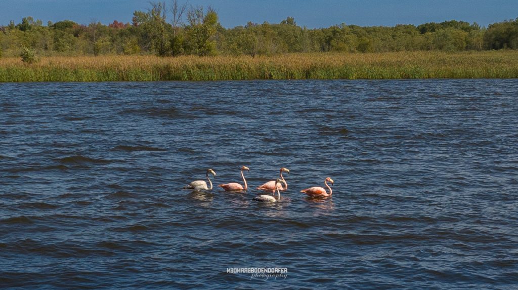 Photos of Rare Sighting of Flamingos in Central Wisconsin 1 Small flock of flamingos swimming together on a central Wisconsin lake near shoreline reeds