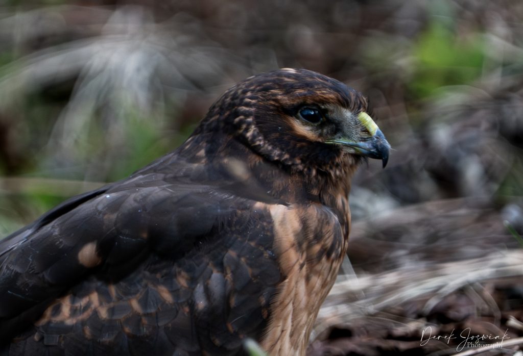 Chequamegon State Forest Top in Wildlife 1 Close-up portrait of a hawk with dark mottled brown plumage and a sharp hooked beak in Chequamegon State Forest