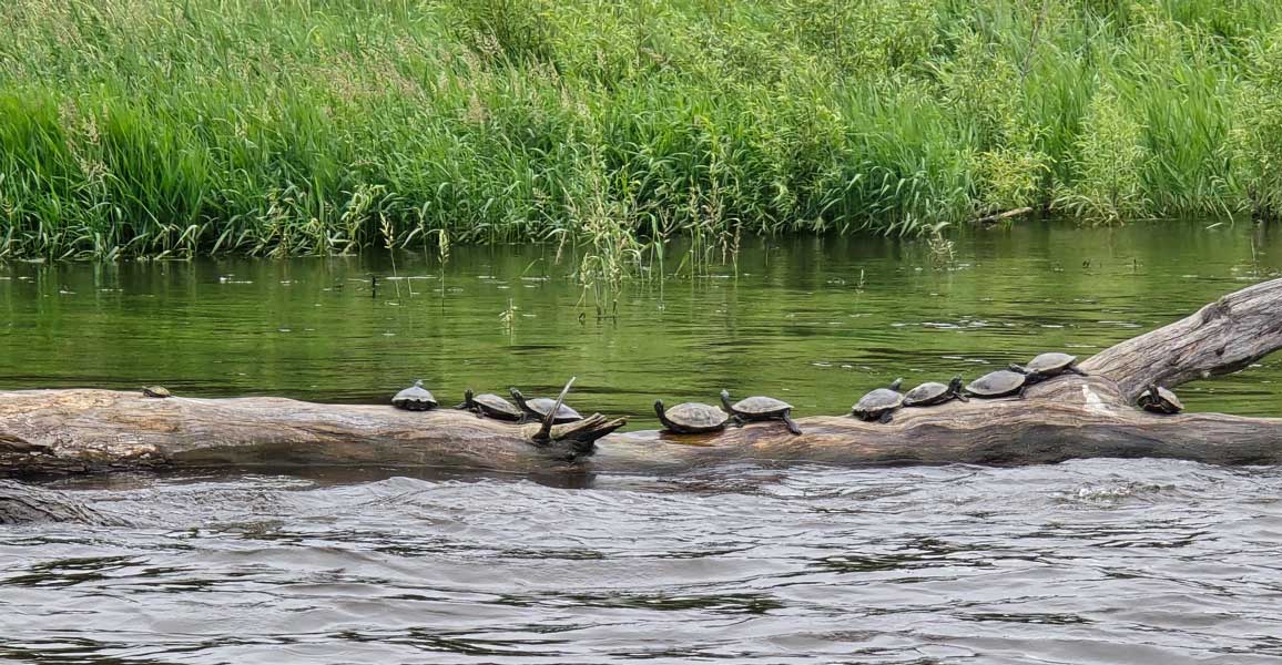 mississippi turtles on a log