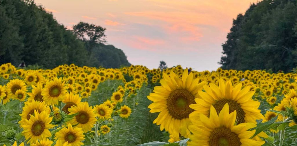wisconsin sunflower field