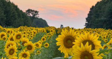 wisconsin sunflower field
