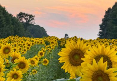wisconsin sunflower field