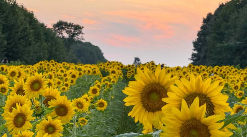 wisconsin sunflower field
