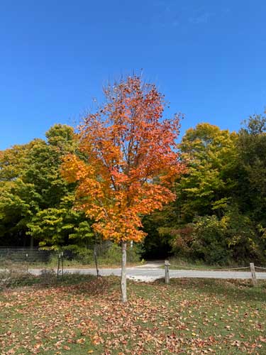 Door County Fall Colors Drive | Sturgeon Bay to Peninsula State Park (October 2025) 6 fall tree peninsula state park