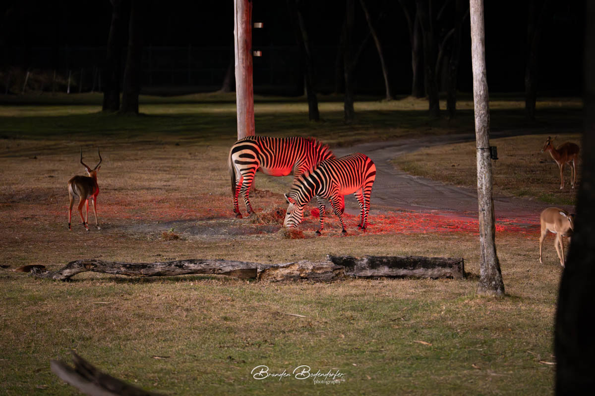 First Night at Disney's Animal Kingdom Lodge 5 Zebras grazing under red feeding lights at night at Disney's Animal Kingdom Lodge savanna