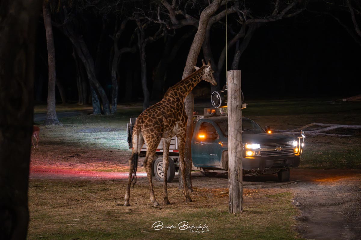 First Night at Disney's Animal Kingdom Lodge 4 Giraffe Feeding directly outside our room at Animal Kingdom Lodge