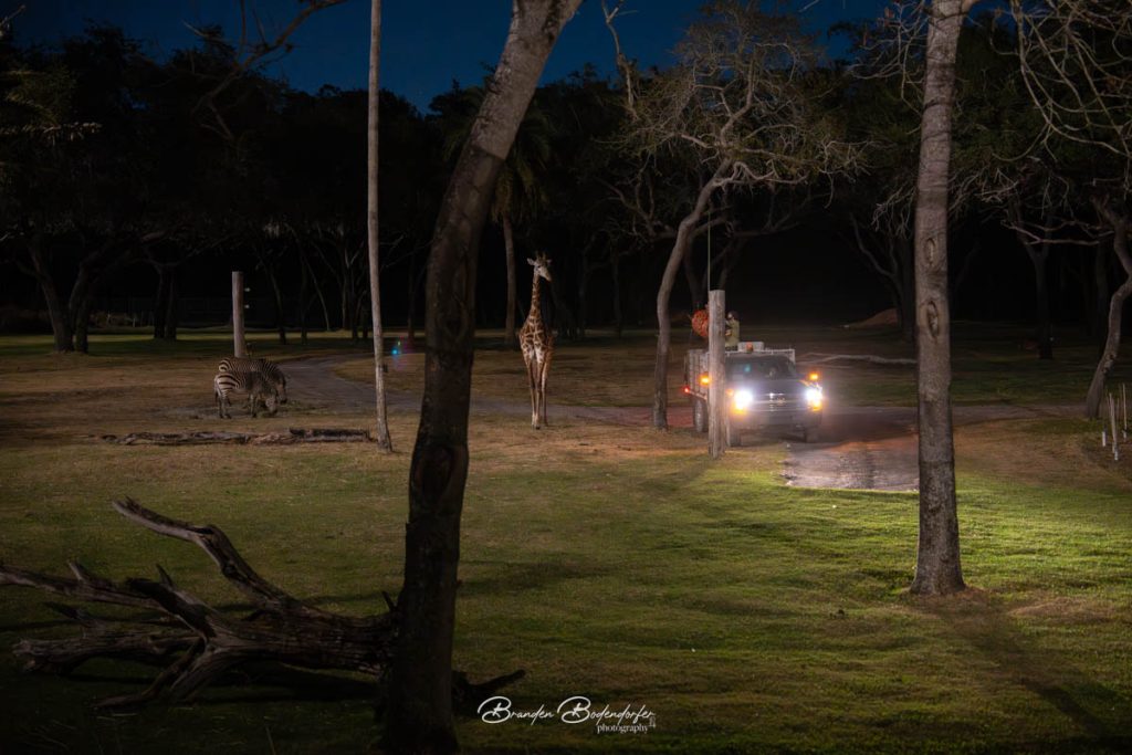 First Night at Disney's Animal Kingdom Lodge 1 Animals in Animal Kingdom Lodge at Night