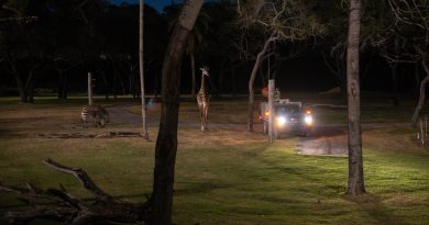 Animals in Animal Kingdom Lodge at Night