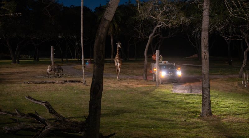 Animals in Animal Kingdom Lodge at Night
