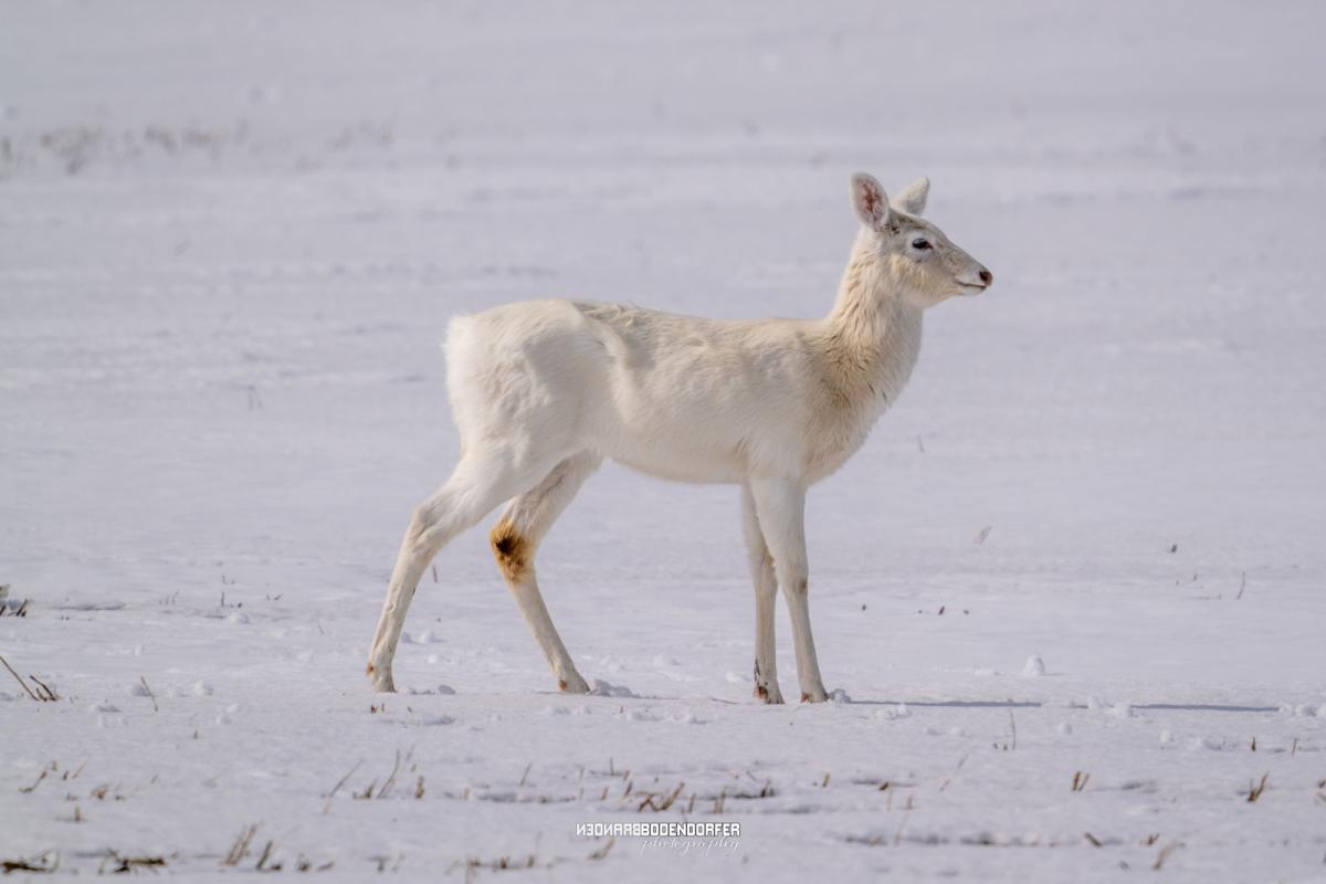 Albino-Whitetail-Deer-1