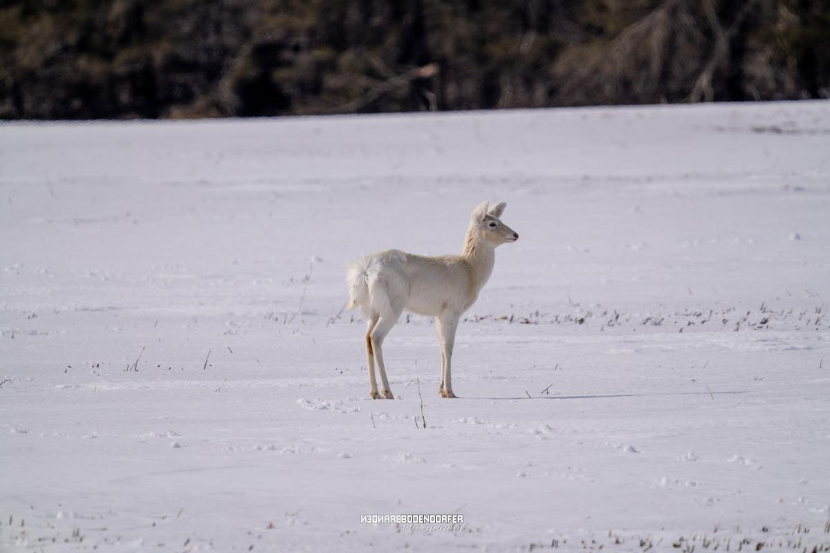 Albino-Whitetail-Deer-2