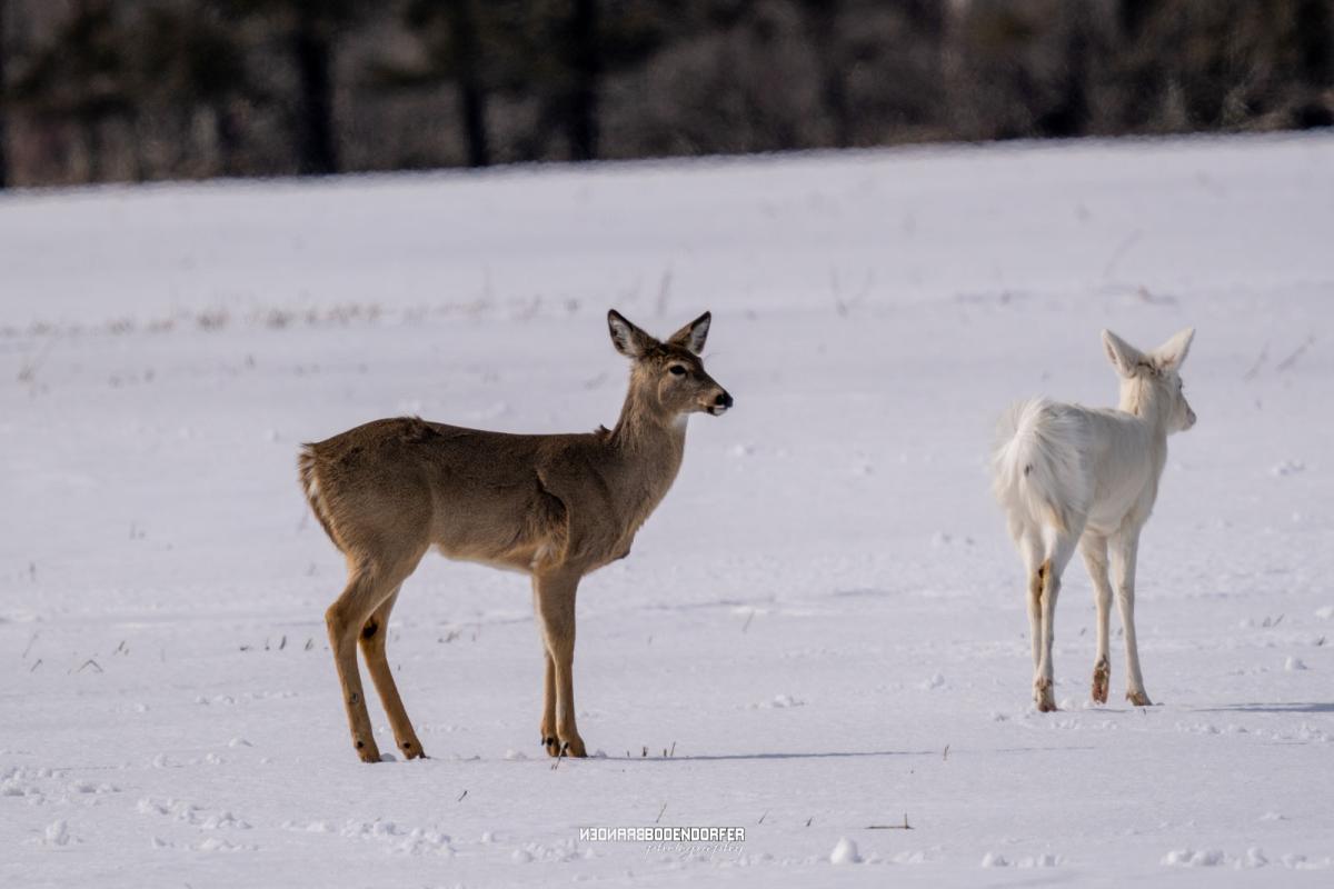 Albino-Whitetail-Deer-3